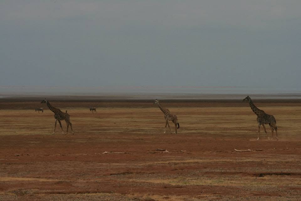 Animalier 2