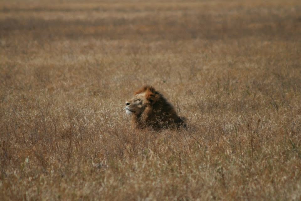 Animalier 6